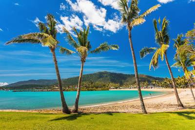 Sandy beach with palm trees, Airlie Beach, Whitsundays, Queensland Australia