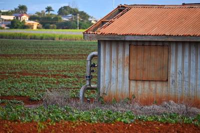 Golden light. Cropping in Bundaberg, Bargara, Queensland, Australia. Farming, sugarcane. Agriculture.