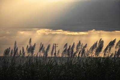 Golden light. Cropping in Bundaberg, Bargara, Queensland, Australia. Farming, sugarcane. Agriculture.