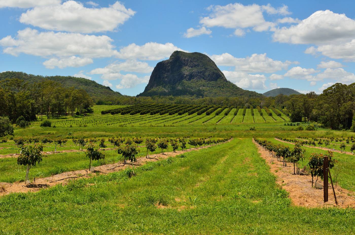 Beerwah