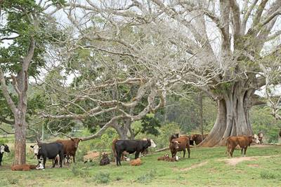 Giant Fig tree.