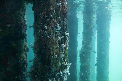 View of the jetty pylons covered in corals and marine life in the ocean aquarium
