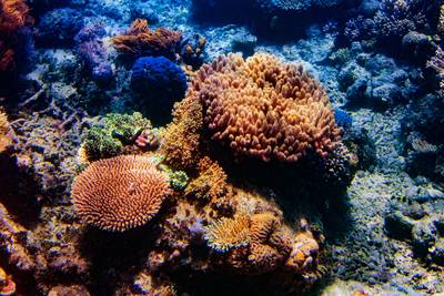 The colorful coral reefs under the sea near the Green Island in Cairns