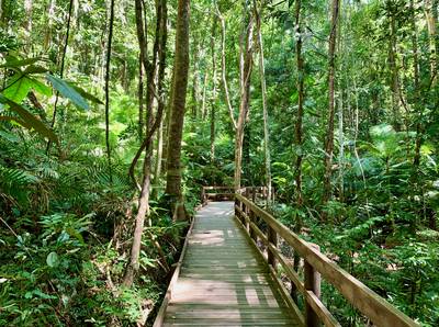 Boardwalk winding through lush Australian rainforest