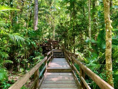 Boardwalk winding through lush Australian rainforest