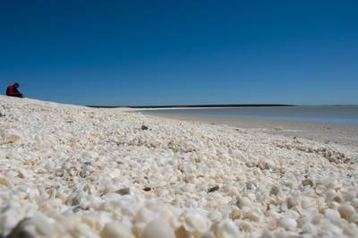 Shell Beach - Shark Bay