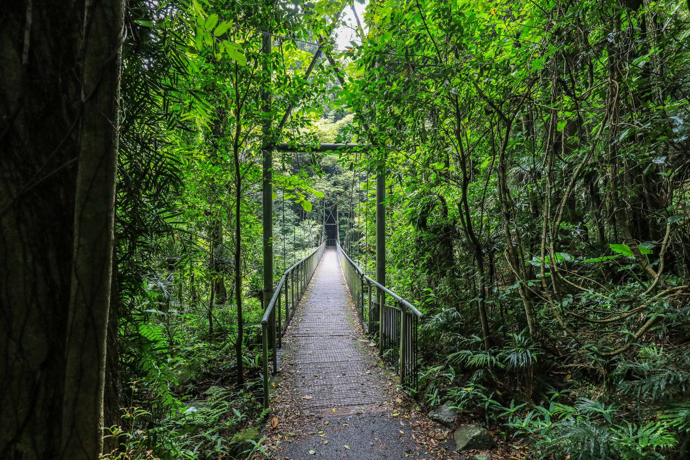 Dorrigo