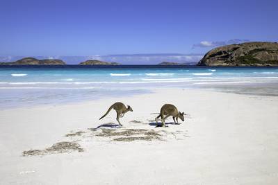 Kangaroo family on the beach of Lucky bay, Esperance, Western Australia