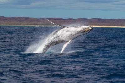 Humpback Whale breaching powerfully with West Australian coastline in the background