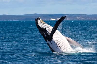 Humpback whale breaching