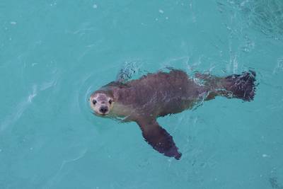 Photo of sea lion in crystal clear turquoise colored sea water near Jurien Bay in Western Australia, taken during a guided sea lion tour