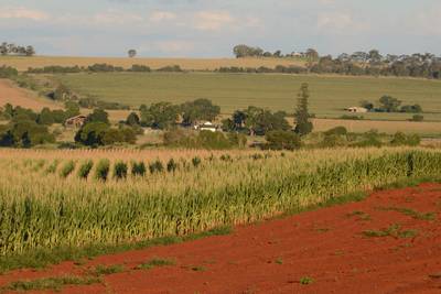 maize crop