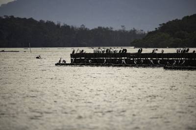 birds roosting on oyster leases