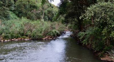 Rainforest stream, Maleny, Queensland