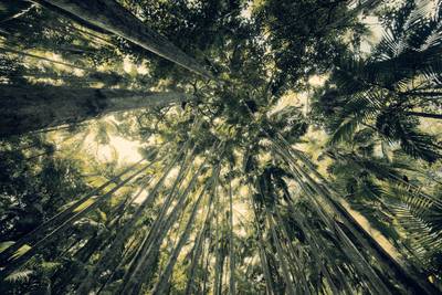 Trees in Mapleton Falls National Park rainforest, Glass House Mountains.