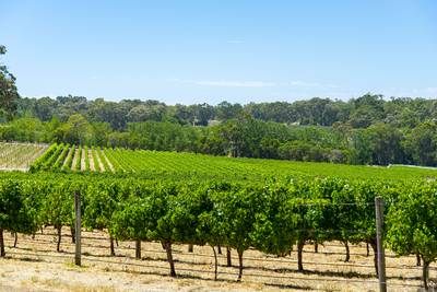 Cabernet Franc Vineyard