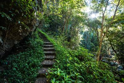 Kondalilla National Park in Queensland Australia