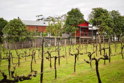 Flame Hill Vineyard: A Majestic View of the Cellar Amidst Lush Vines, Montville, Queensland