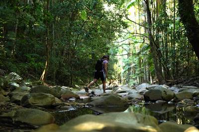 A woman walking over rocks in a creek in the rainforest at Springbrook National Park