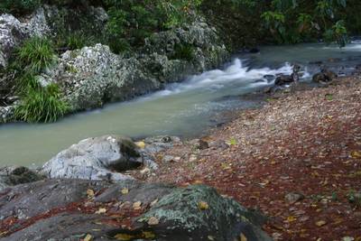 Autumn Stream