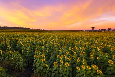 A vibrant field of sunflowers at sunrise