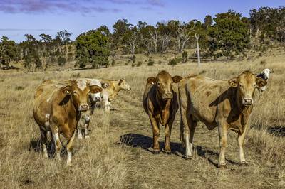 Herd of Charolais cross Brahman cattle.