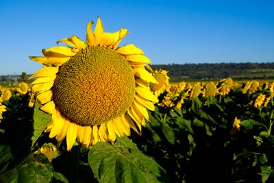 Field of yellow and green sunflowers in Queensland