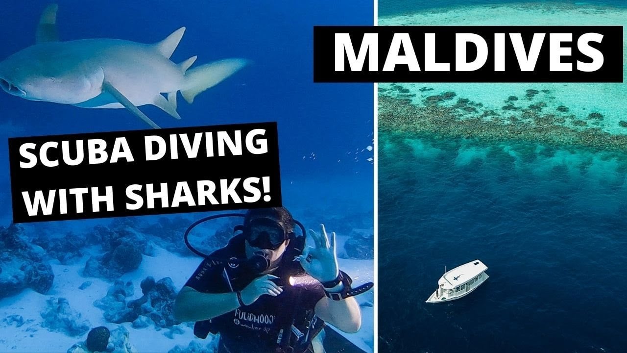 AMAZING Scuba Diving In Maldives WITH Turtle & Shark Rescue (DRONE)