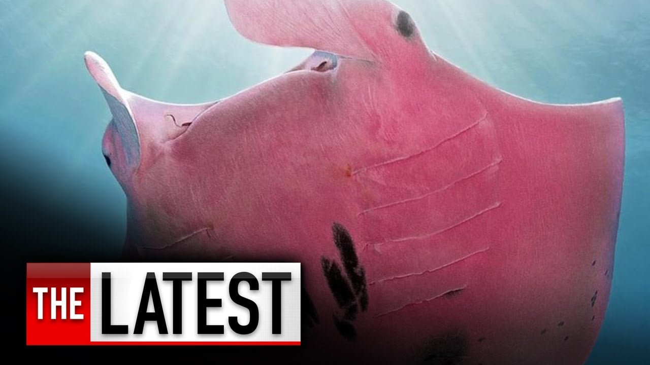 Scientists baffled by pink manta ray spotted on Great Barrier Reef | The Latest | 7NEWS
