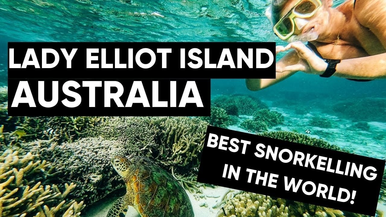 DRONE Swimming & Diving with TURTLES & MANTA RAYS at Lady Elliot Island Australia