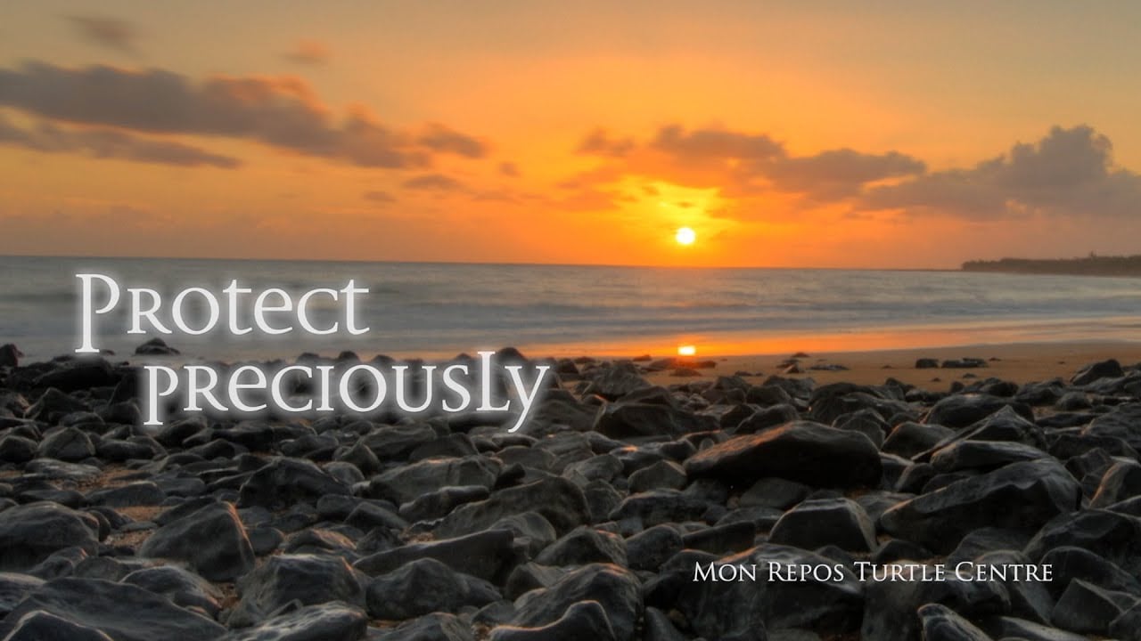 Mon Repos Turtle Encounters, Bundaberg North Burnett, Queensland