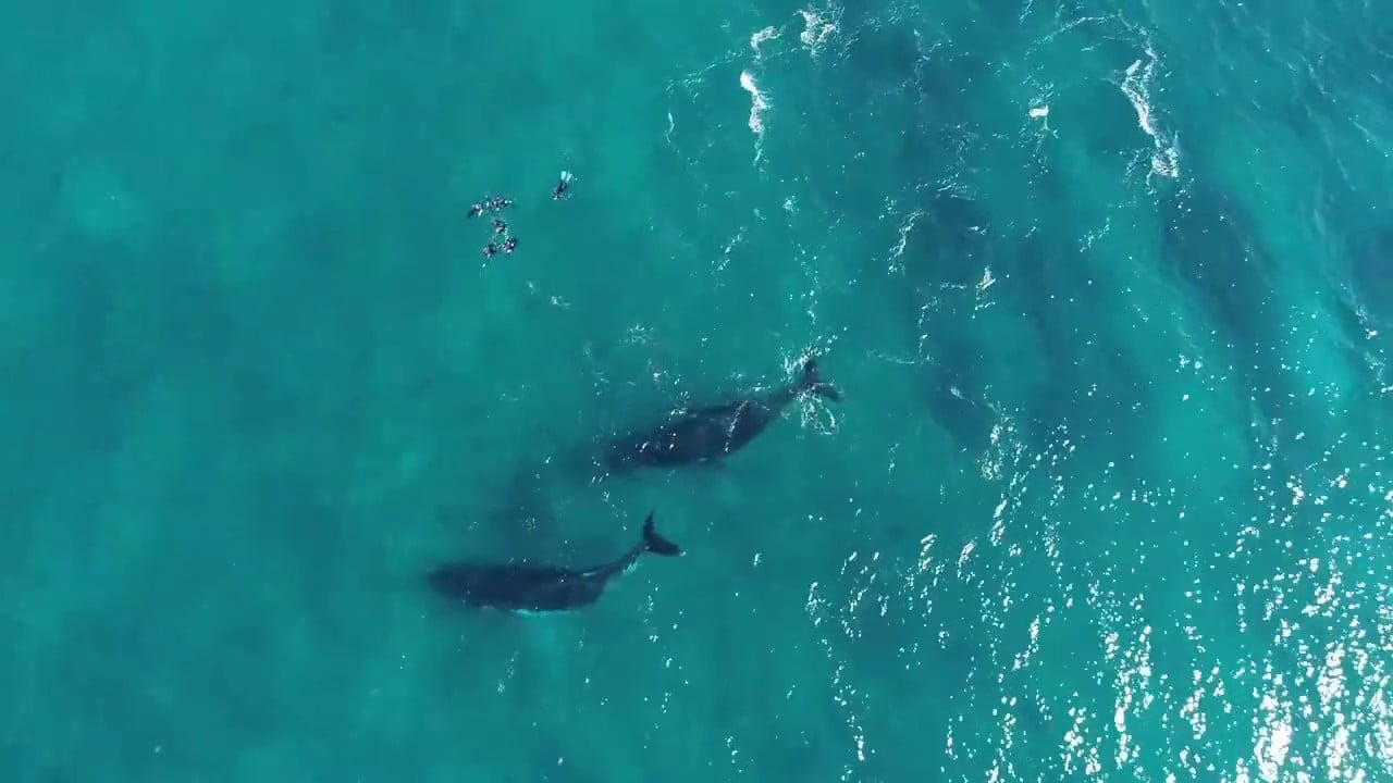 Swimming with Humpback Whales in Coral Bay