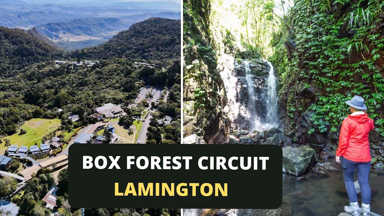 Box Forest Circuit Review Lamington National Park Queensland